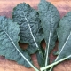 Kale Lacinato - Bio Tourne-Sol