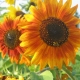 Melange Tournesol - Bio Tourne-Sol