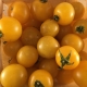 Tomate Jaune Cerise Galina - Bio Tourne-Sol