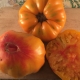 Tomate Orange Striped German - Bio Tourne-Sol