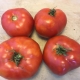Tomate Rouge Moskvich - Bio Tourne-Sol